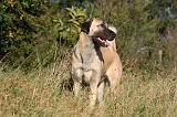 KANGAL 085